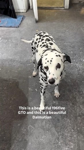 Updates on the 1965 Pontiac GTO factory restoration. 🛠️ Hi Precious! 🐶