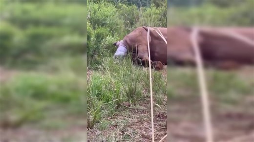 Ever seen a rhino giving birth? IFS official shares clip of incredibly rare sight