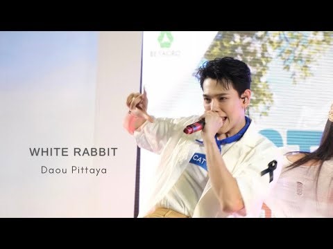 2025.11.02 #CATVENTURExDAOU | Daou Pittaya - White Rabbit