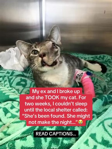 Cat Recovery Journey: Healing Milo with Taily Collagen