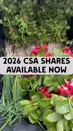 2026 Community Supported Agriculture (CSA) Shares available now. Three share sizes, two pick up locations. 18 weeks. Fresh vegetables picked within 1-2 days of your pick up… sometimes that morning! We grow over 40 varieties of unique vegetables and specialize in growing warm season vegetables, spring through fall. www.schenkhomesteadfarm.com #schenkhomesteadfarm #marketfarm #flxfarm #vegetablefarm #csafarm | Schenk Homestead Farm | Facebook
