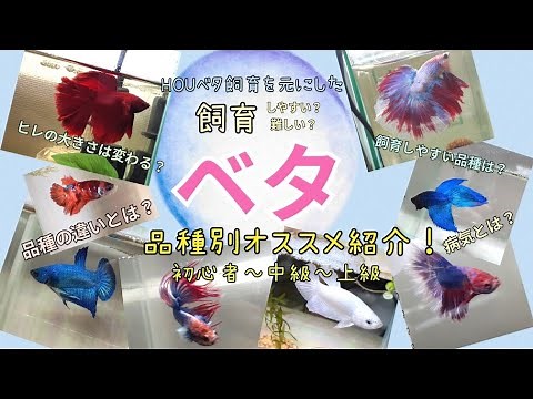 品種別の飼育にオススメなベタを紹介！！ヒレの大きさは？病気になりやすい？#アクアリウム #飼育 #aquarium #ベタ #ベタ飼育 #品種