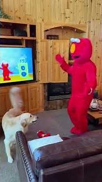 Dog Meets Elmo – Too Cute to Handle! 🐶❤️