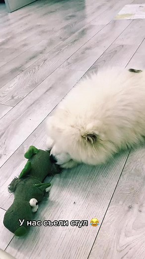 Playful Samoyed Dog Enjoys Crocodile Plush Toy