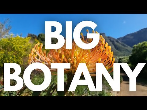 The most beautiful garden in Africa is Kirstenbosch National Botanical Garden (EXTREME EVOLUTION)