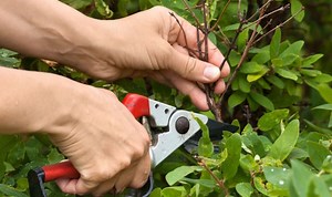Carol Klein explains the importance of judicious pruning
