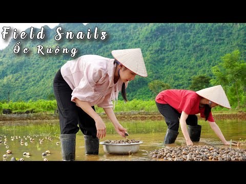 Field Snails – Foraged and Garden Tofu Stew | Simple Countryside Cooking