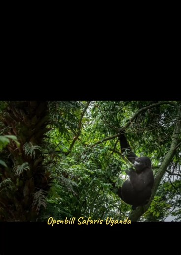 🌍✨ Book Your 12 Days Best of Uganda Safari Offer with Openbill Safaris Uganda! ✨🦍 Experience the very best of The Pearl of Africa on this unforgettable 12-day Uganda safari, perfectly crafted to blend wildlife, primates, culture, scenery, and authentic local experiences. From roaring waterfalls and vast savannahs to misty rainforests and tranquil lakes, this journey takes you deep into Uganda’s natural and cultural heart 🇺🇬💚. 💰 Safari Prices (Per Person): • 6 Persons: USD 2,860 each • 4 Pe