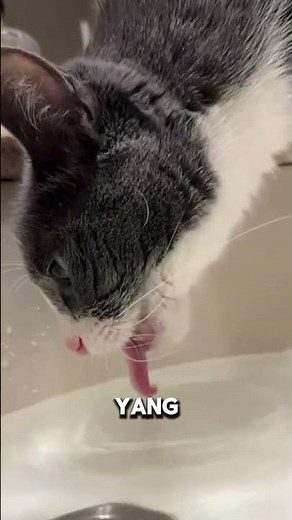 Ternyata Begini Cara Kucing dan Anjing Minum #kucing #anjing