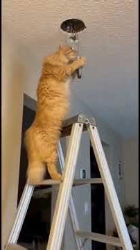 When Your IT Department Is a Cat 🐱💻