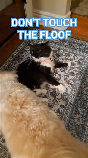 Dog Tried It… Boo Boo the Cat Was NOT Having It #shorts