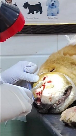 MAGGOT REMOVAL।। #maggot #anesthesia #dog