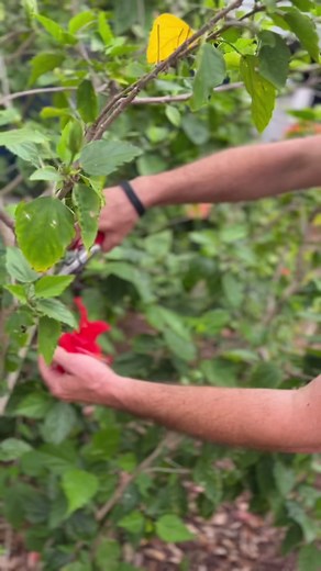 4.2K views · 79 reactions | Today is Florida’s own Gopher Tortoise Day! #DYK this keystone species prefers munching on flowers like the beautiful hibiscus? Our horticulture team grows a variety of plants in-house for our animals to eat! Tune in to Stories to learn more fascinating facts about this vital reptile of Florida’s ecosystem. | The Florida Aquarium | Facebook