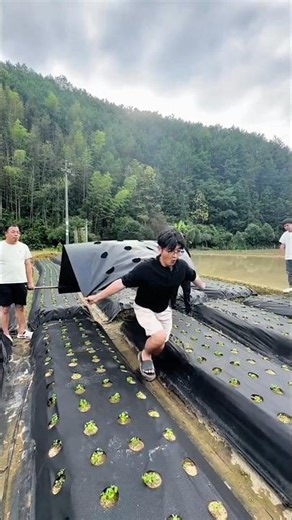 He Covered His Farm with Plastic Sheets To Stop Weeds🌱