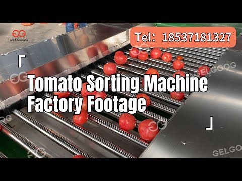 Gelgoog Tomato Roller Grading Machine