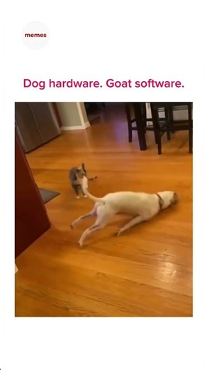 thats a goat