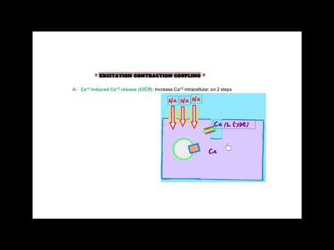 Lecture 5 Cardiac contractility