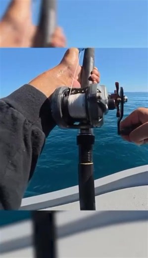 Cedros SportFishing Diving on Reels