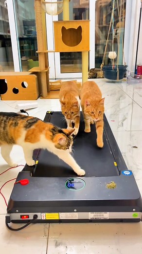 626K views · 11K reactions |  When it's time to get those paws...