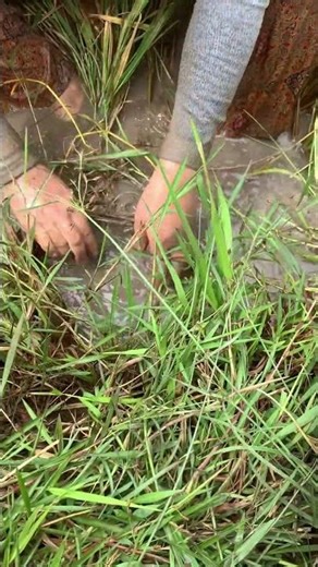 Ep6 #farmers #automobile #lifeisbutadream #agriculture #shortvideo #cropcultivation #fishing