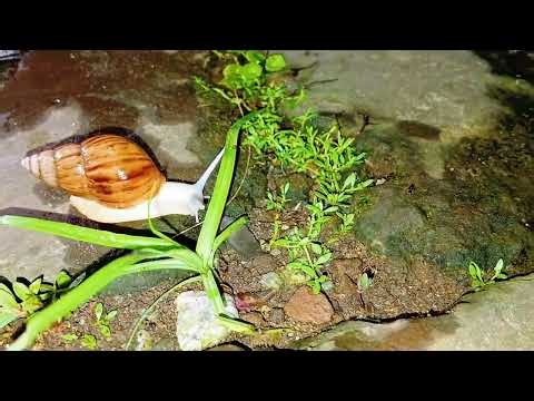Unveiling the Mysteries: Understanding White Snails in Your Backyard