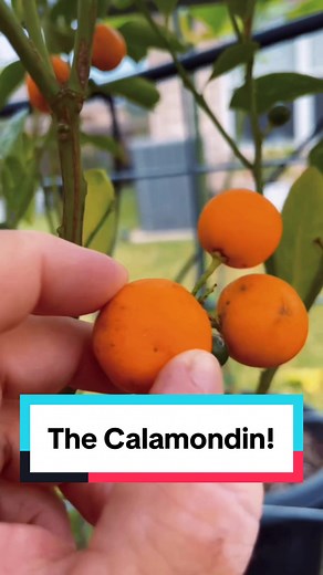 Calamondin: The Perfect Container Citrus Tree! #calamondin #calamonsi #citrus #citrustree #containergarden #containercitrus #planttiktok #garden #texasgarden #gardening #gardentok #texasgardenguy #springgarden #fruittree