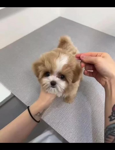 Dogs on TikTok