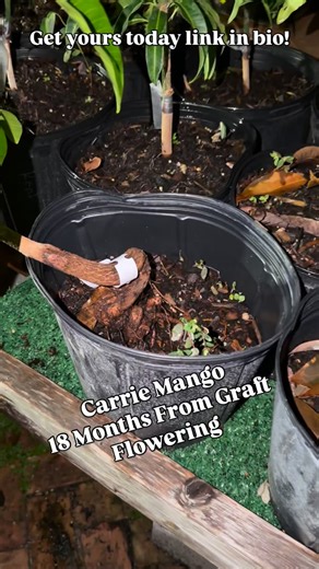 Giardino Fresco Nursery & Plant Health on Instagram: "Carrie mango / condo mango is a dwarf variety that will give you delicious fiberless mangoes!"