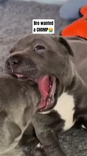 Bro wanted a CHOMP😭 #puppies #pets #funny #reels #comedy