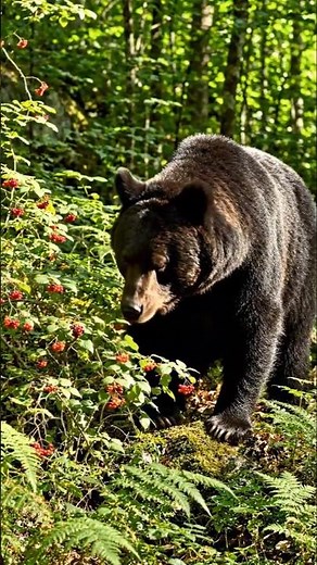 Wild USA Animals Eating Fresh Fruits 🍎 #shorts