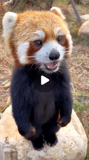 EarthPix 🌎 Travel on Instagram: "@littlepanda6487 — How cute is this little red Panda eating grapes? The red panda, also known as the lesser panda, is a small mammal native to the eastern Himalayas and southwestern China. Unfortunately red pandas are currently listed as endangered species by the IUCN, and their numbers are believed to be less than 10,000 individuals in the wild. 🎥 @littlepanda6487"
