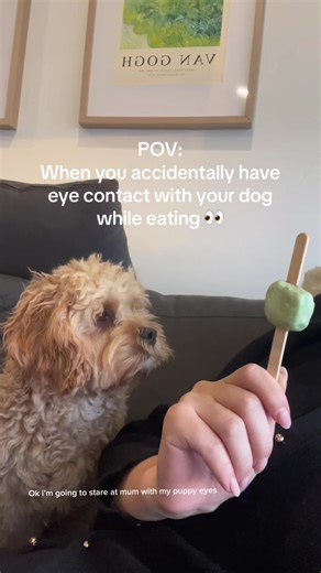 Make sure you AVOID eye contact with your pet 👀 Does this happen to you guys too? . . . . . . . . . #toycavoodle #puppyeyes #dogsofinstagram #funnyreels #funnypets #doginfluencer #dogcontentcreator #dogmum #cavapoo #cavoodles #cavoodlesoftiktok #cavoodlepuppy #puppyyok #puppyoftheweek #cutedogs #puppylife #instadog #dogadventures #funnydogvideos #funnydogs #talkingdog #cavoodlegram #dogloversoftiktok #dogloversfeed #dogvideos #dogvoiceover #dogmom #cavoodlepuppy #dogsoftiktok