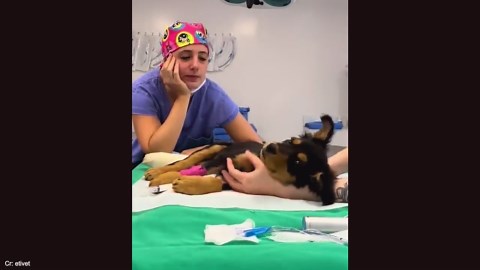 Adorable dogs trust the vet with all their hearts