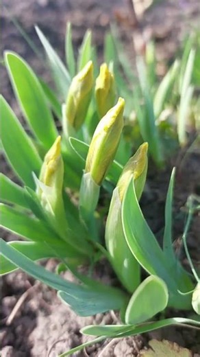 Little Irises Brighten the Garden 🌸💜
