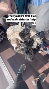 15K views · 1.3K reactions | Fruitycake’s first bus and train rides in Italy  | 2 Traveling Dogs | Facebook