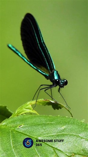 3.8K views · 35 reactions | Dragonflies are the true acrobats of the sky—zipping at 33 mph, flying backward, and hovering with four wings working in perfect harmony. Their aerial skills make them nature’s daredevil pilots, reminding us how extraordinary the smallest creatures can be. 練✨ #AwesomeStuff365 #naturefacts | Awesome Stuff 365 | Facebook
