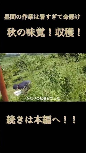 まだまだ暑い！！#vlog #ファーム生活 #兼業農家 #秋野菜#田舎 #自然音 #癒し動画 #日本文化 #秋の味覚 #農家の日常