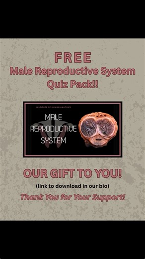 Institute of Human Anatomy on Instagram: "The G.O.A.T of Birth Control: Part 3 - The Winner! 🏆 Time to rank birth control by effectiveness and crown the G.O.A.T! 🥇 TIER 1: Most Effective ( 13% failure rate) Condoms Diaphragm Sponge Fertility awareness Withdrawal (ejaculation roulette 🎲) High user error makes these less reliable but still useful with vigilance! 🏆 THE G.O.A.T: For Men: VASECTOMY For Women: IUD Why they win: ✅ Vasectomy – Highly effective, minimal complications, inexpensive, do