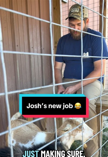 New buck in the buck pen — Nigerian Dwarf buck introduction