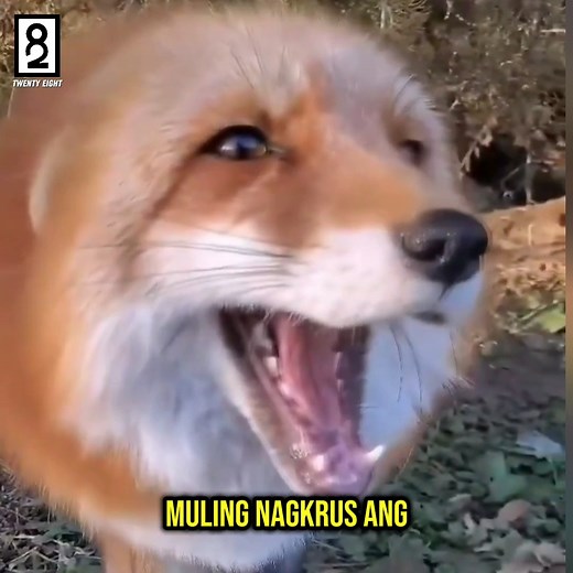 Minahal siya ng sobra ng fox na parang ina 🦊 #reels #fox #storytelling | Twenty Eight