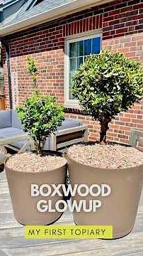 My First Topiary!! Turning boxwoods into art. #gardening #garden #gardendesign #topiary #diygarden
