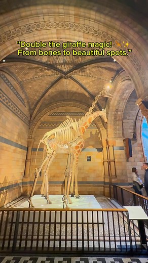 The giraffe skeleton has been part of the Natural History Museum's collection since 1883, making it over 140 years old. The taxidermy giraffe was added later to create a more engaging and educational display, showcasing both the external beauty and internal structure of these majestic animals. #reels #trending #travel #london #history #naturalhistorymuseum #love #travelblogger | Mendoza Vida Dizon | Facebook