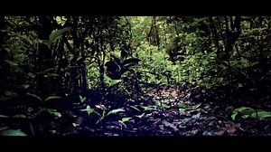 Forest, Trees, Nature. Free Stock Video