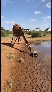 22K views · 198 reactions | Nature's Harmony: Giraffe and Tortoise Experience the peaceful coexistence of a giraffe and a tortoise. #fblifestyle #AI Generated using Kling AI . . . (For entertainment purposes only. Consult professionals if guidance on activities is presented. No brand affiliation is implied if any are shown. If inspired by true events, creative adaptations may be included. Content may include public footage.) | Fabiosa Australia | Facebook