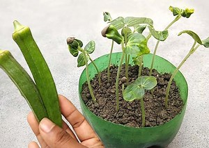 آموزش کاشت گیاه بامیه به ساده ترین روش