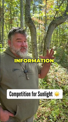 Bent Trees in the Woods – Marker Trees or Myths? 🌳