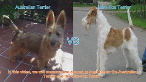 Comparing Australian Terrier vs. Wire Fox Terrier: Which Breed is Right for You?