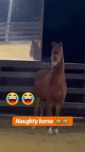 118K views · 1.4K reactions | POV: You’re late with the hay. #fblifestyle #HorseLife #BarnProblems #AnimalComedy #USAReels #FYPUSA | Gallop Gags | Facebook