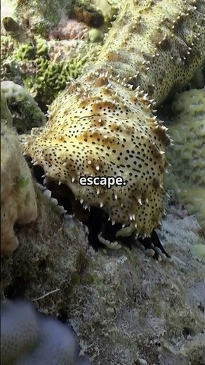 Sea Cucumbers' Bizarre Defense: Gut Vomiting!