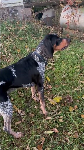 BLUETICK COONHOUND male 'BLUE' BAYING - video by owner Danielle G.